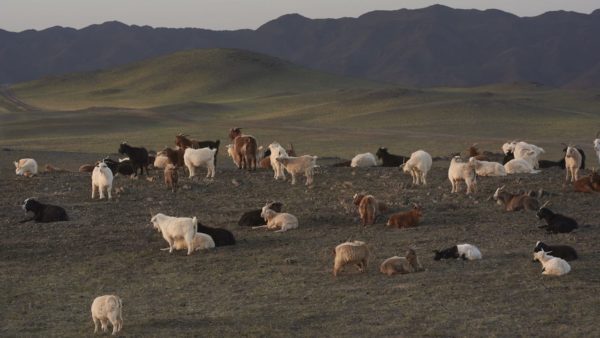 Sustainable Cashmere Project: a "steppe" in the right direction